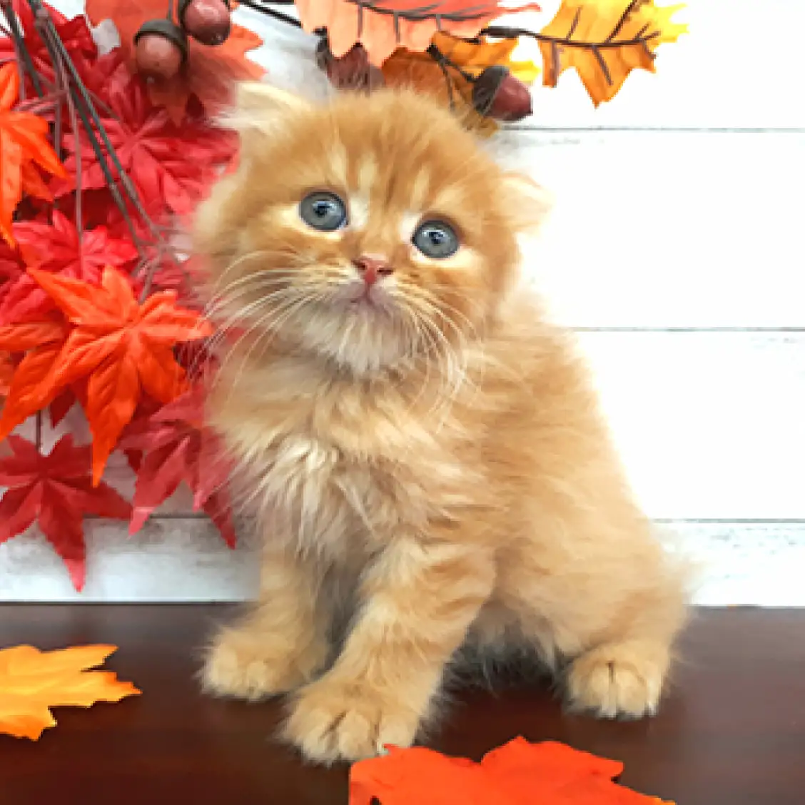 スコティッシュフォールド