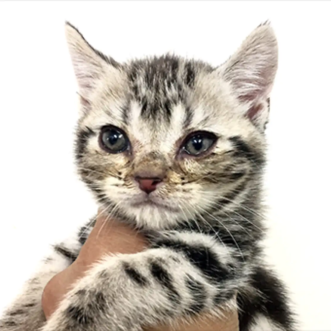 アメリカンショートヘア