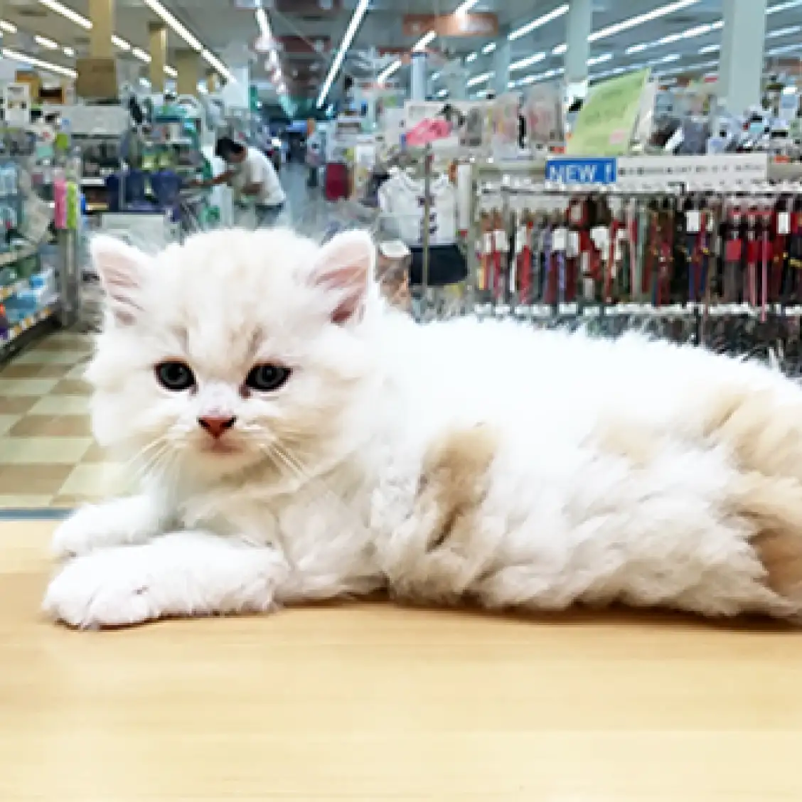 スコティッシュフォールド