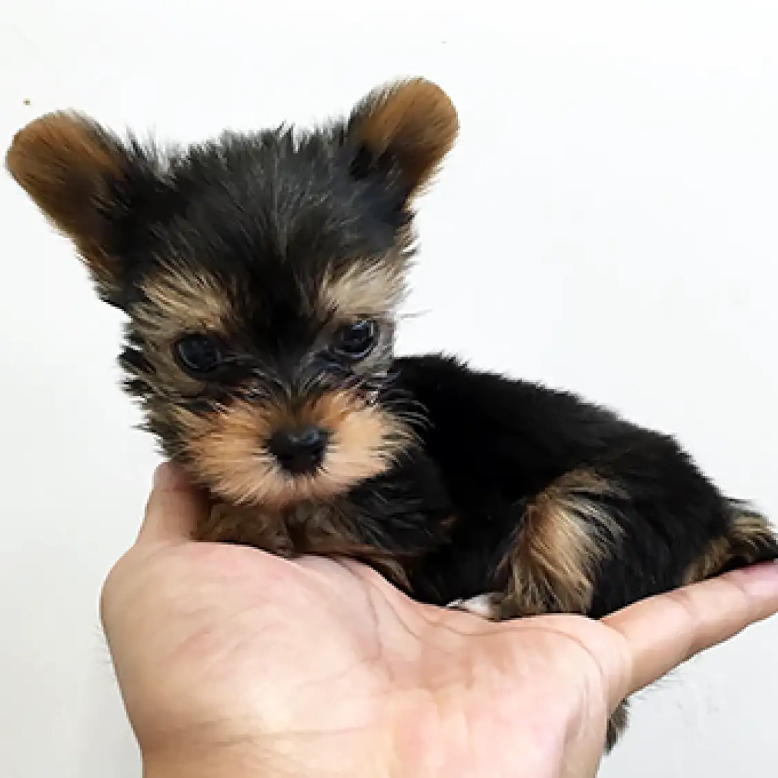 ヨークシャーテリア