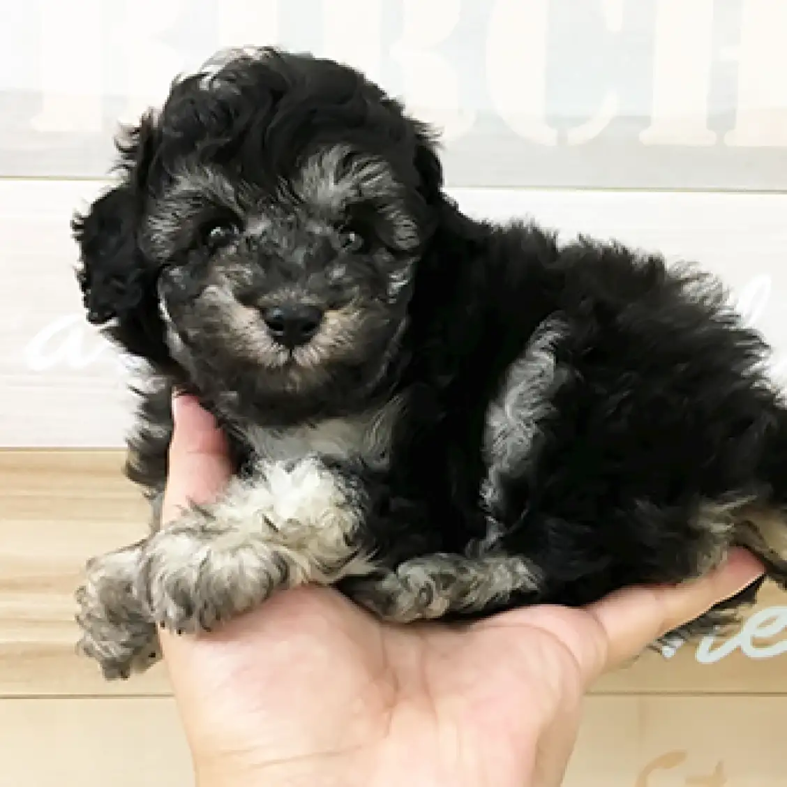 トイ・プードル