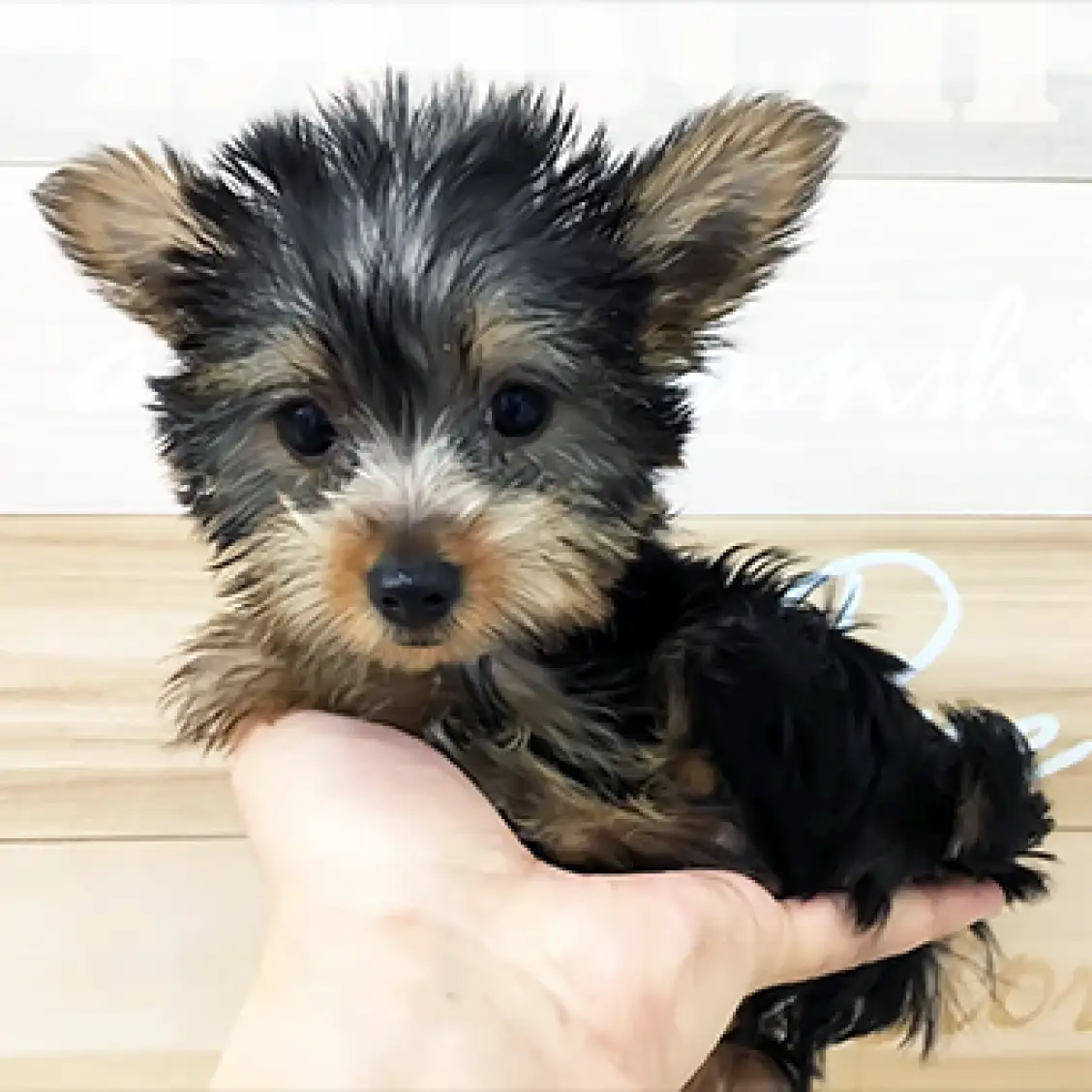 ヨークシャーテリア