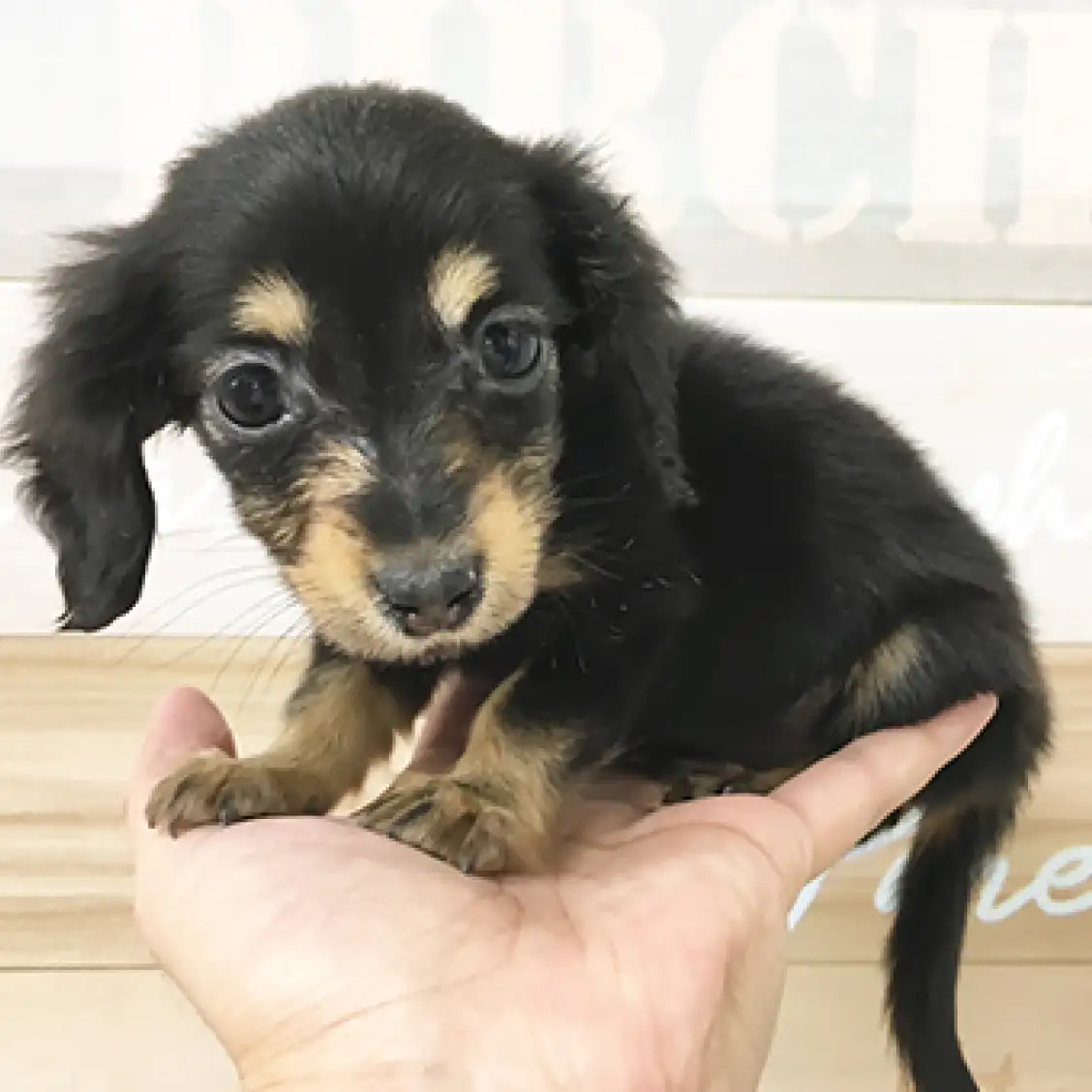 カニンヘン・ダックスフント