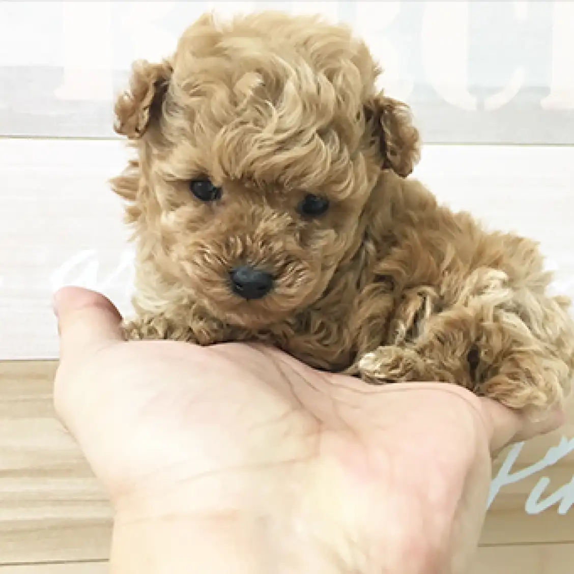 トイ・プードル