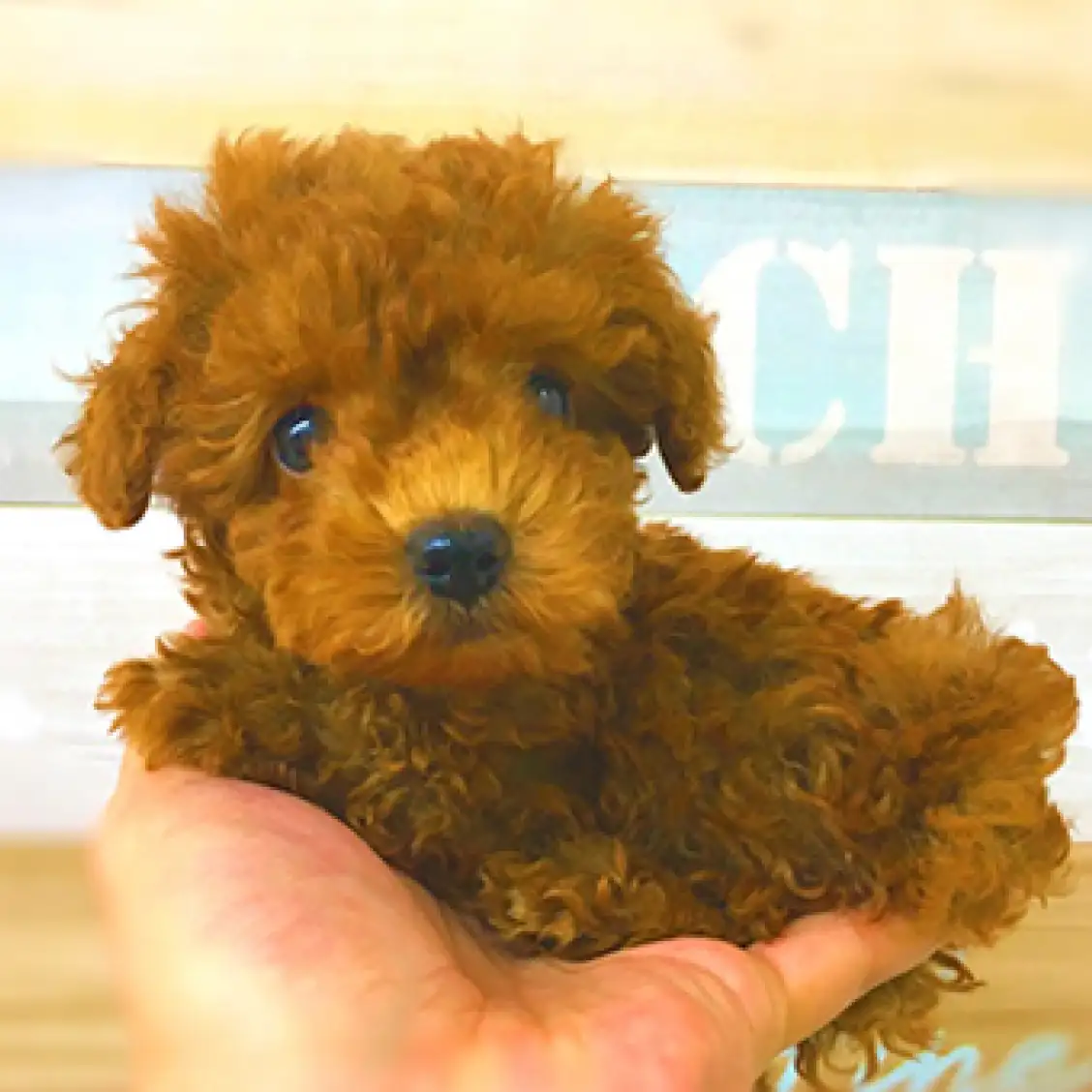 トイ・プードル