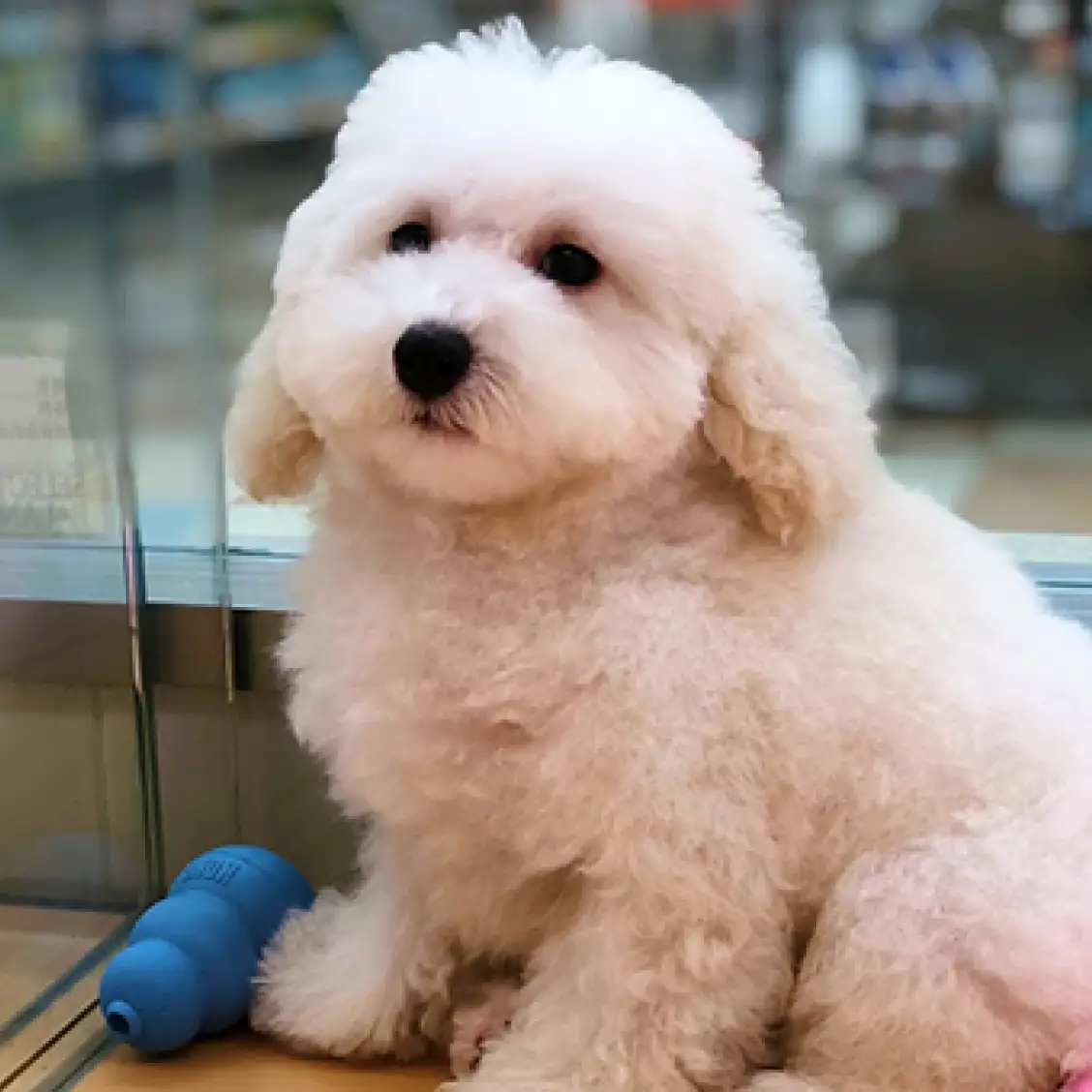 トイ・プードル