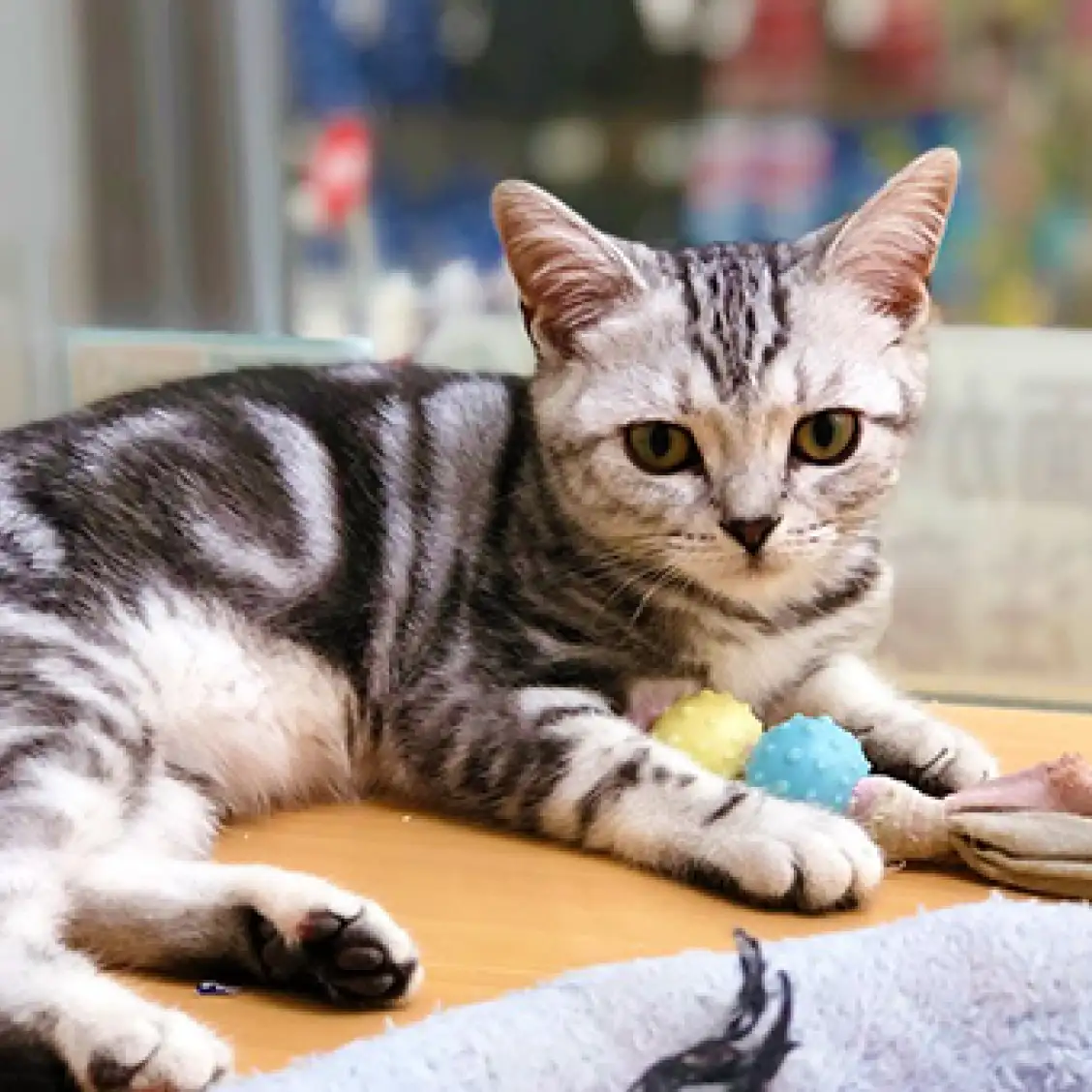 アメリカンショートヘア