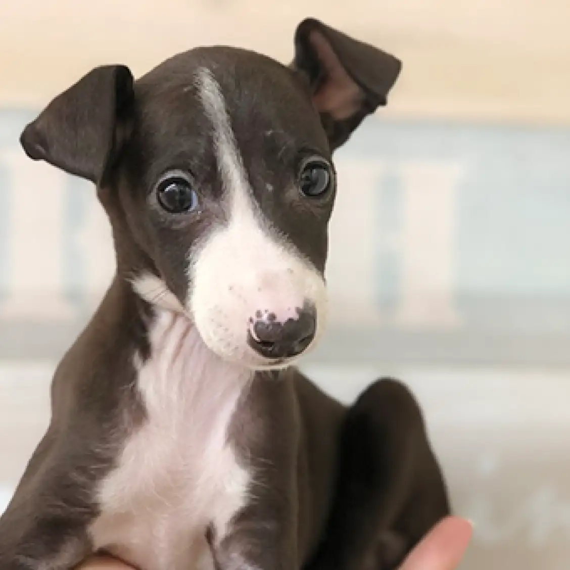 イタリアングレーハウンド