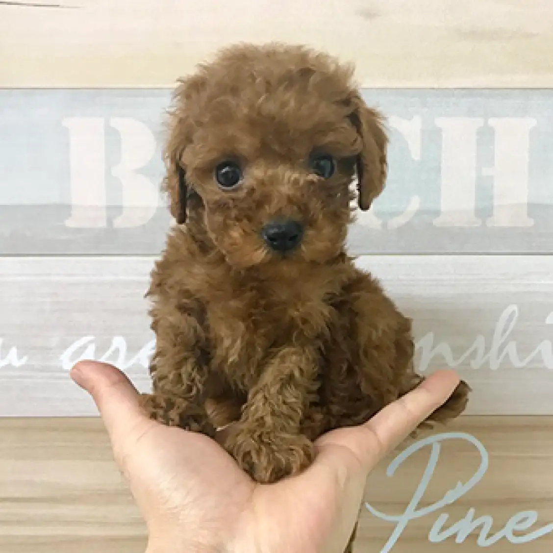 トイ・プードル