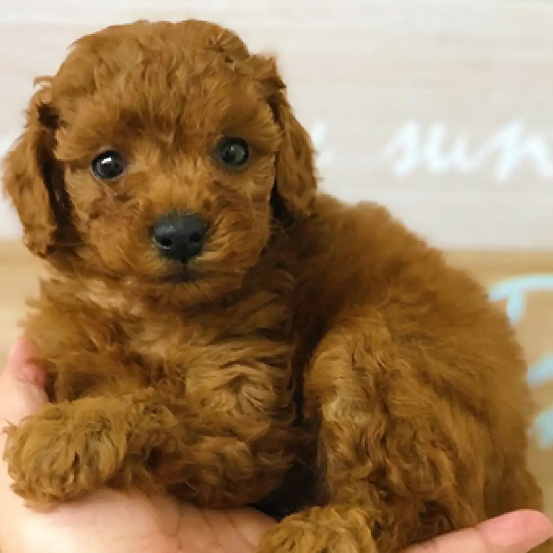 トイ・プードル