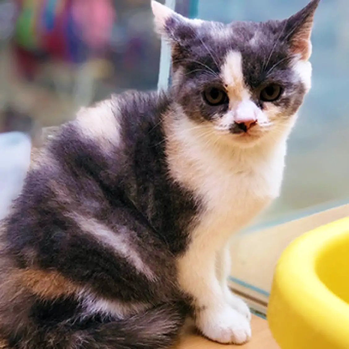 ブリティッシュショートヘア