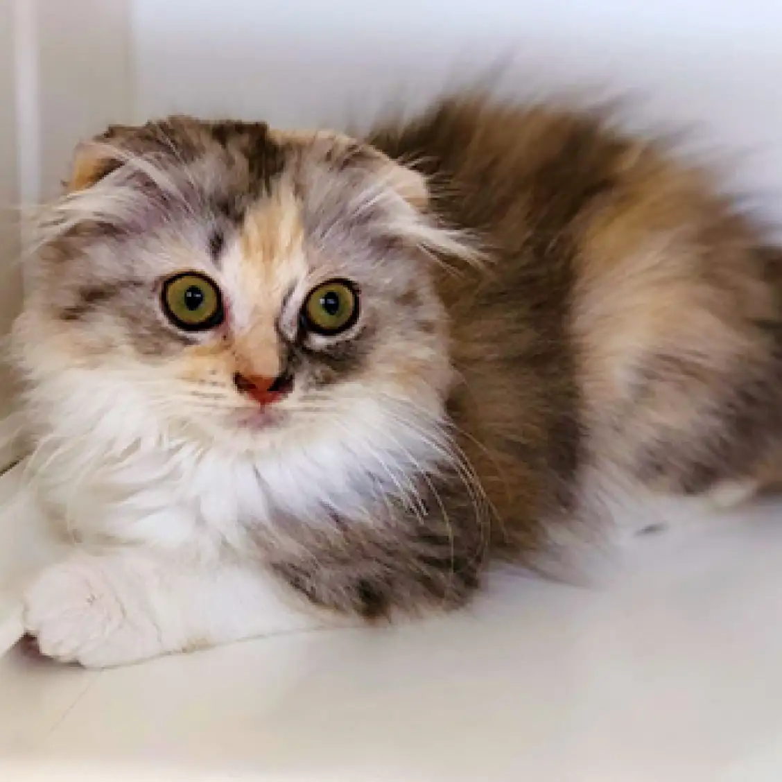 スコティッシュフォールド