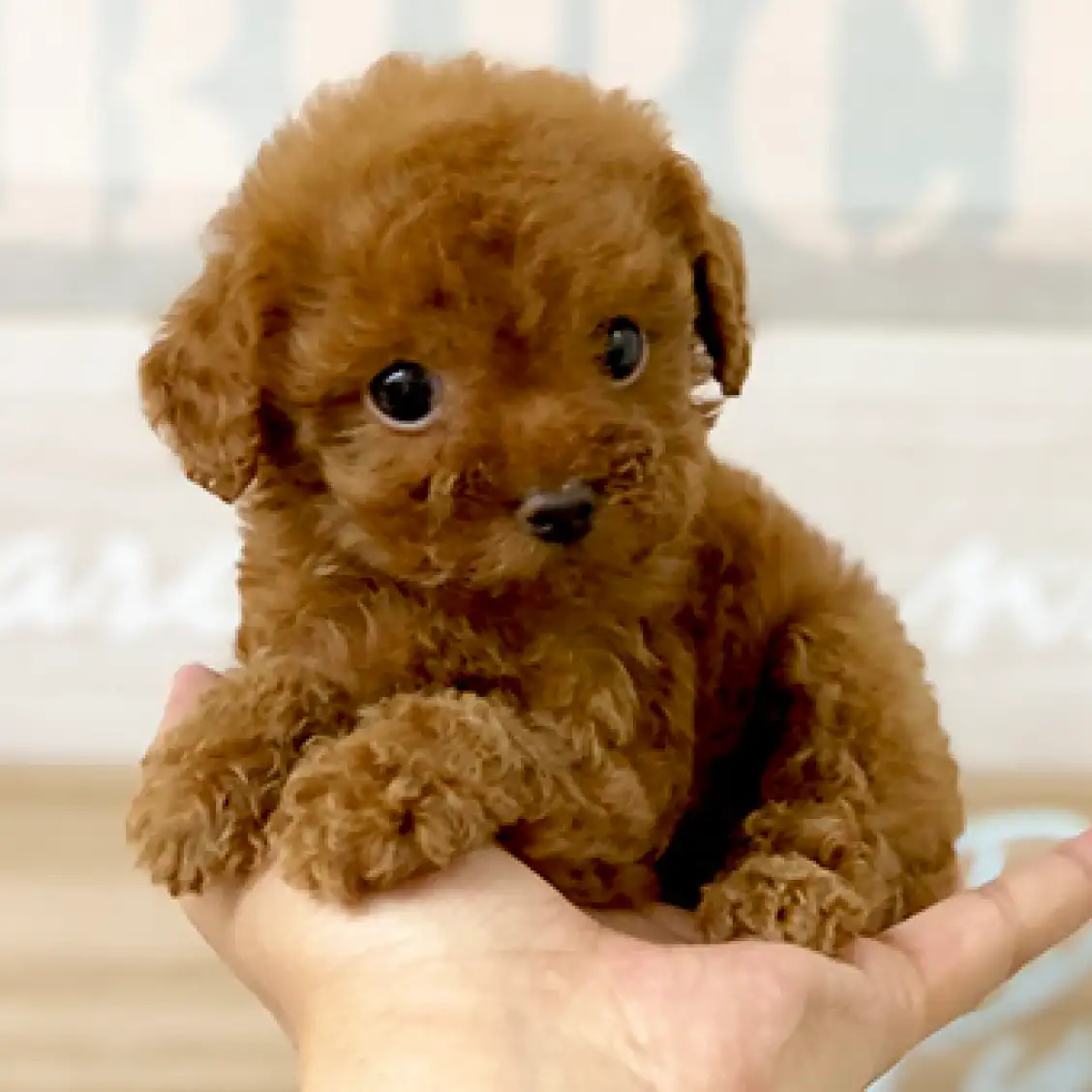 トイ・プードル