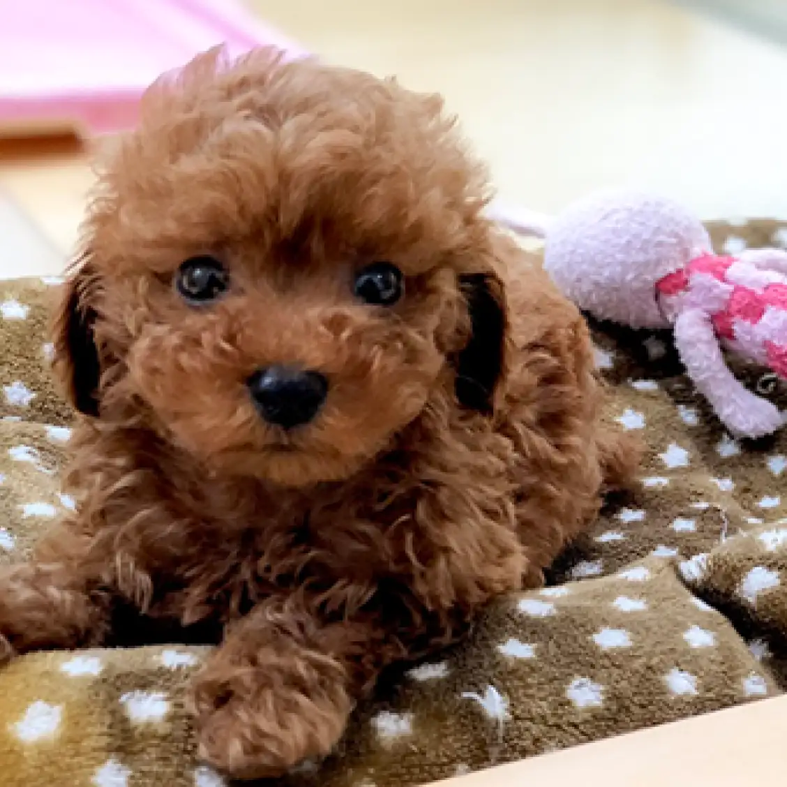 トイ・プードル