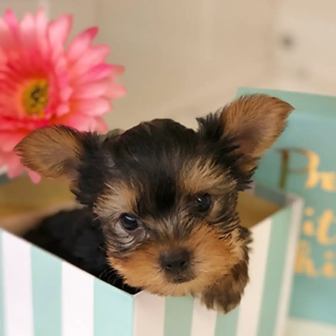 ヨークシャーテリア