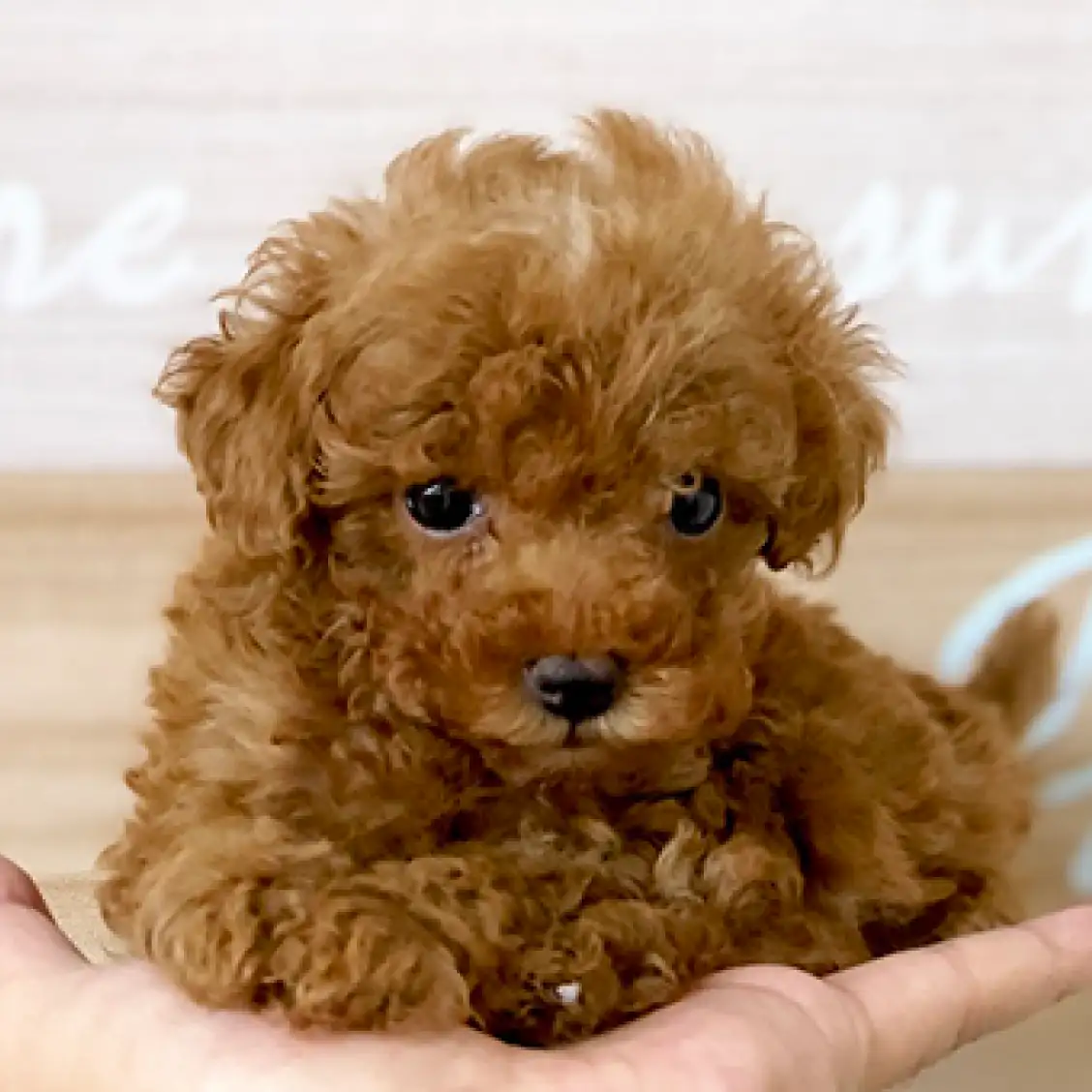 トイ・プードル