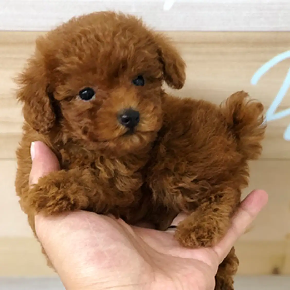 トイ・プードル