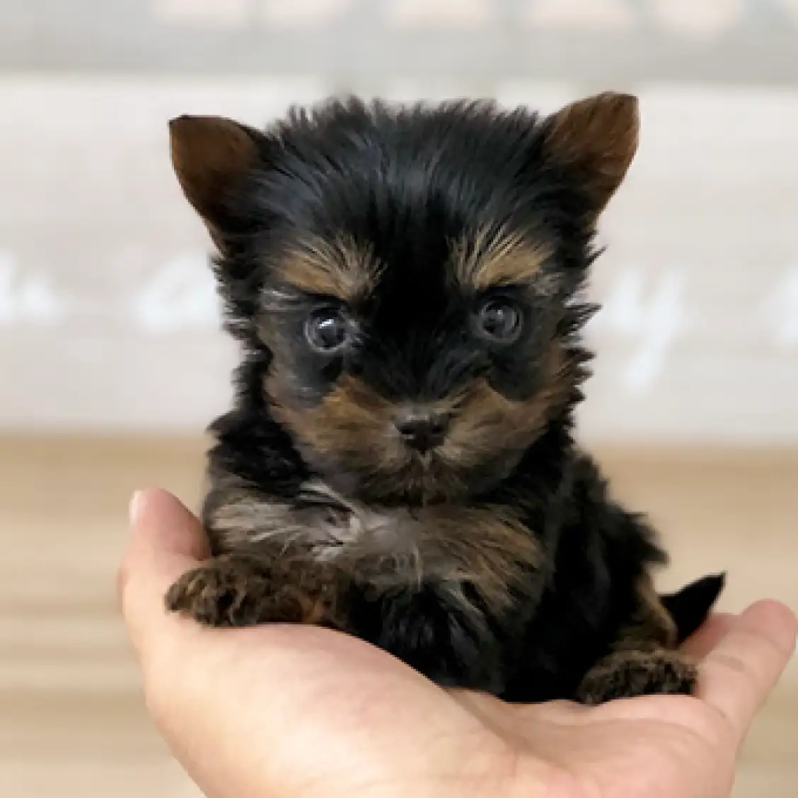 ヨークシャーテリア