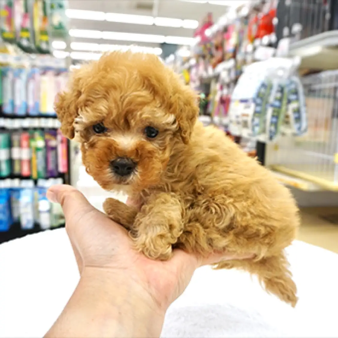 トイ・プードル