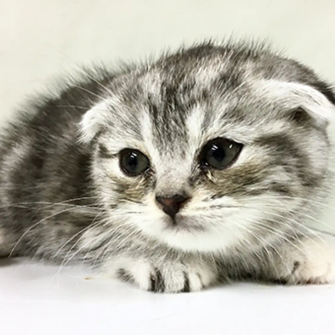 スコティッシュフォールド