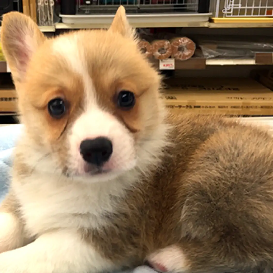 ウェルシュコーギーペンブローク