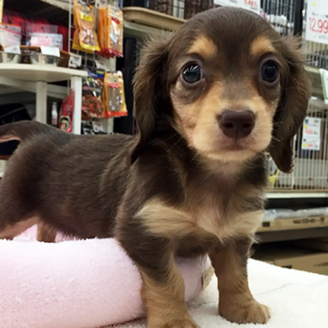 ミニチュア・ダックスフント