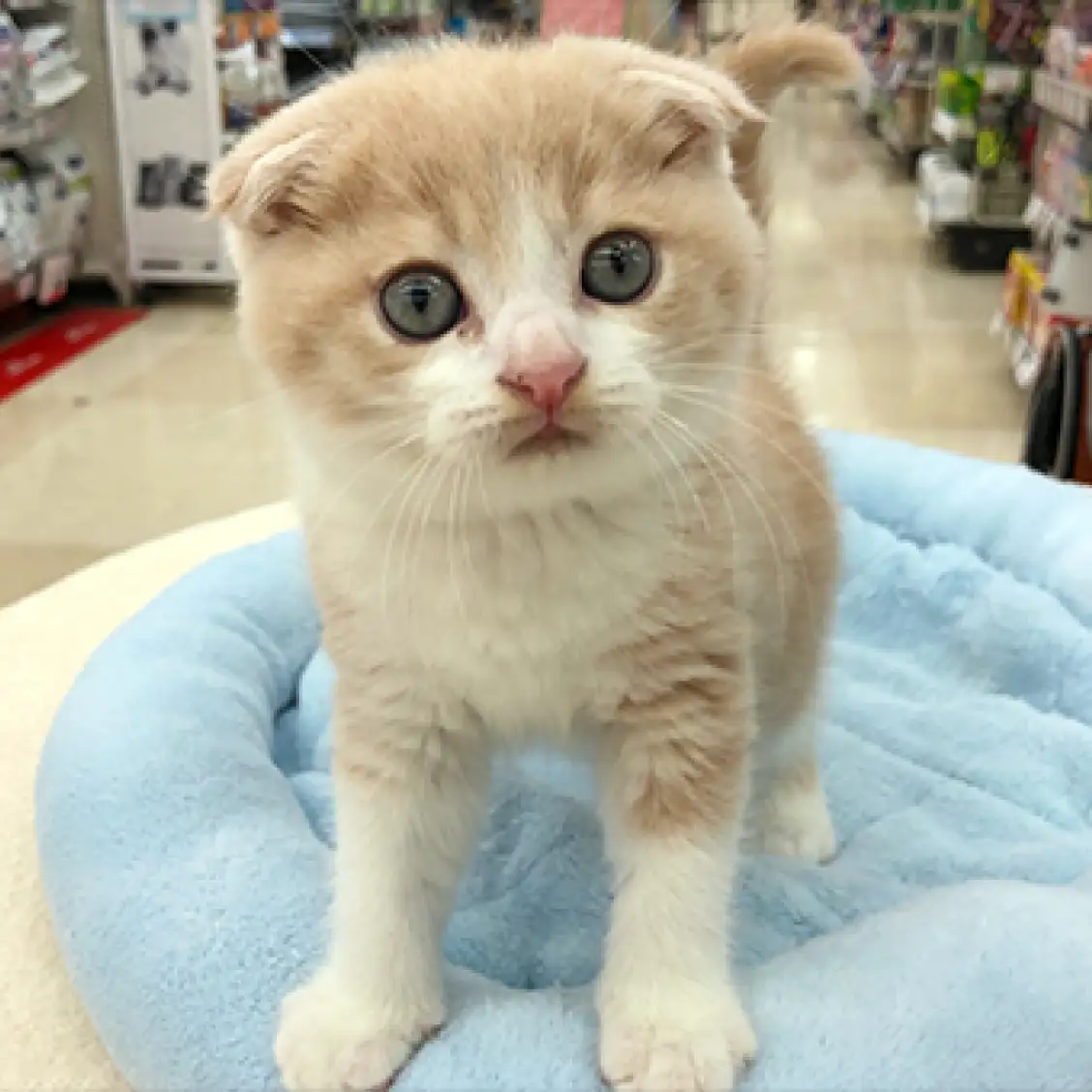 スコティッシュフォールド