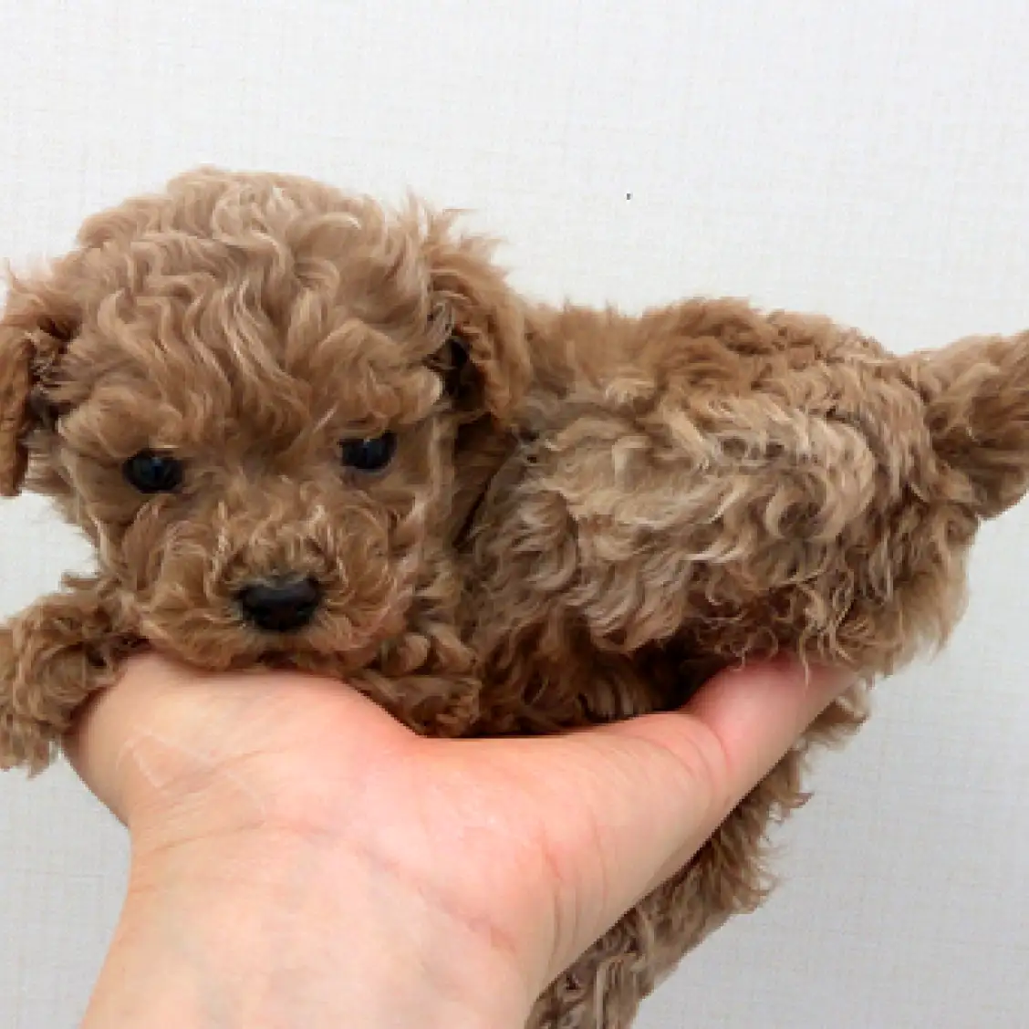 トイ・プードル