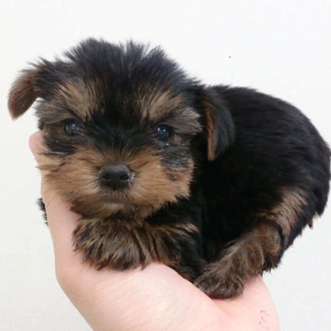 ヨークシャーテリア