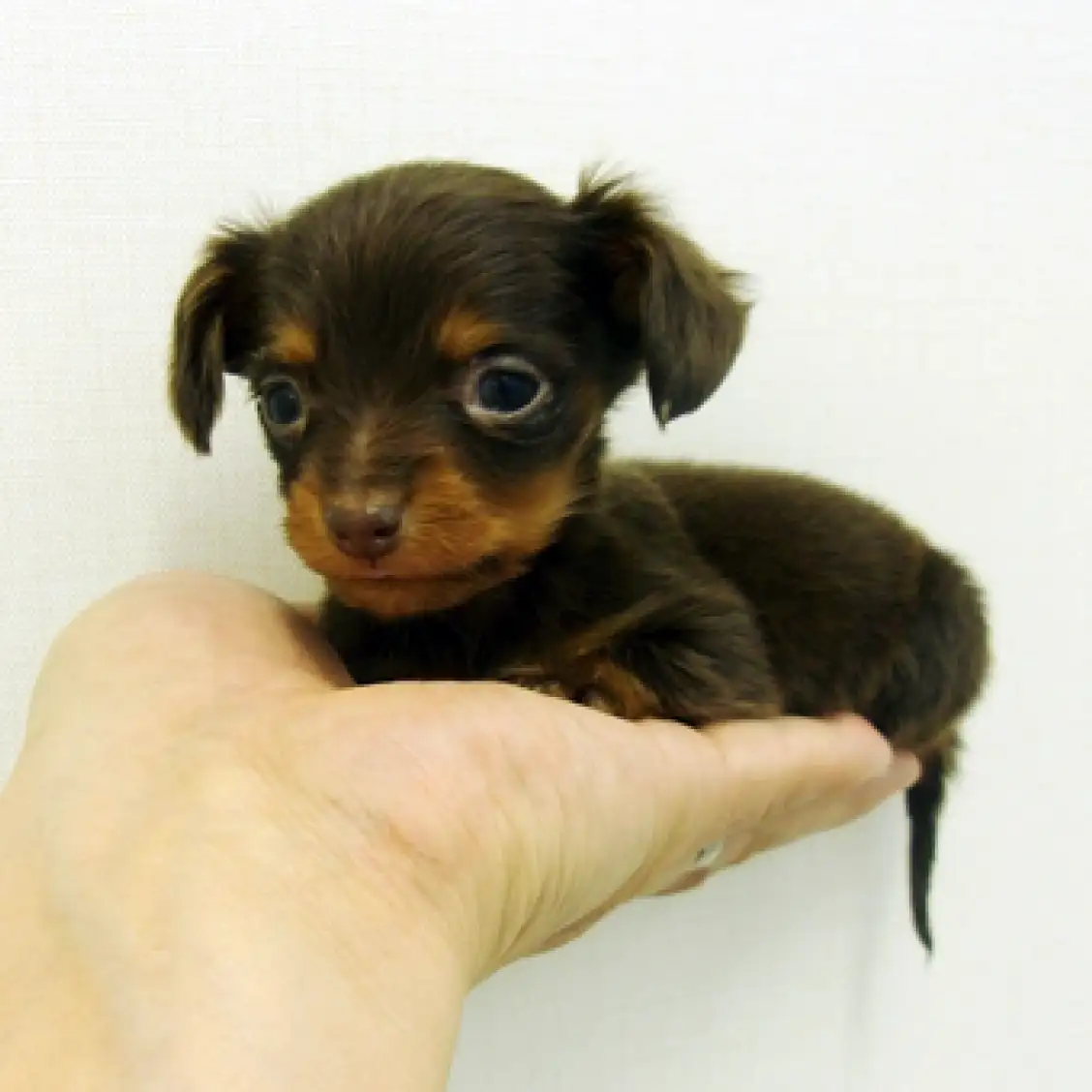 カニンヘン・ダックスフント