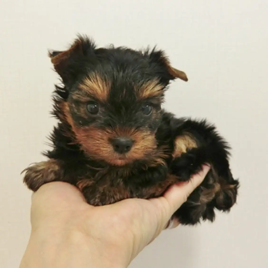 ヨークシャーテリア