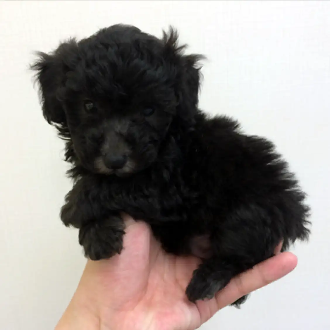 トイ・プードル