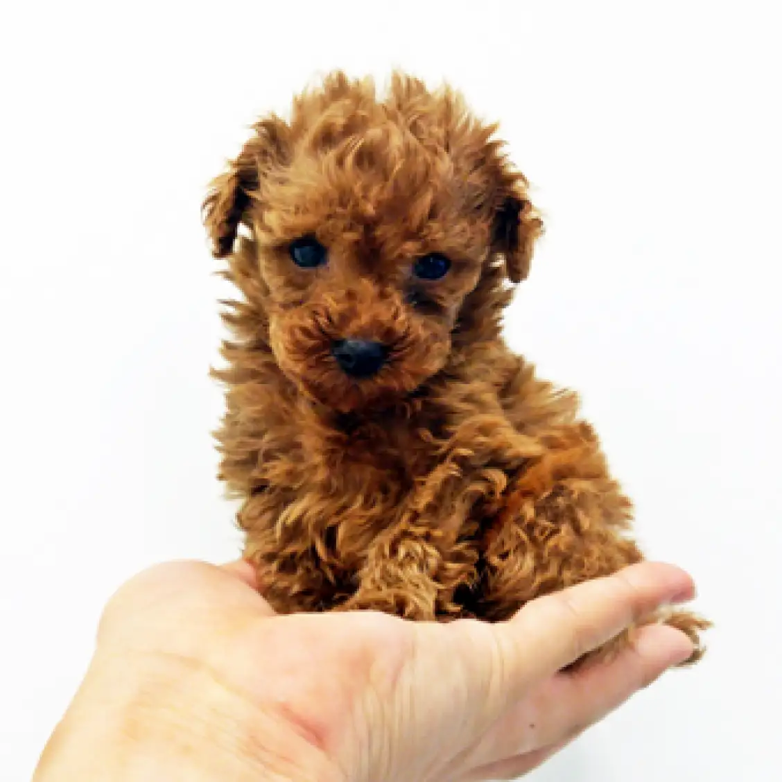 トイ・プードル