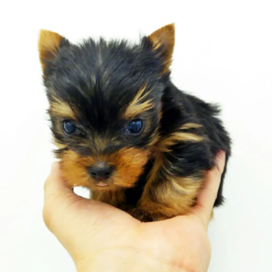 ヨークシャーテリア