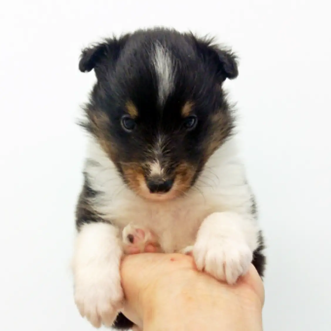 シェットランドシープドッグ