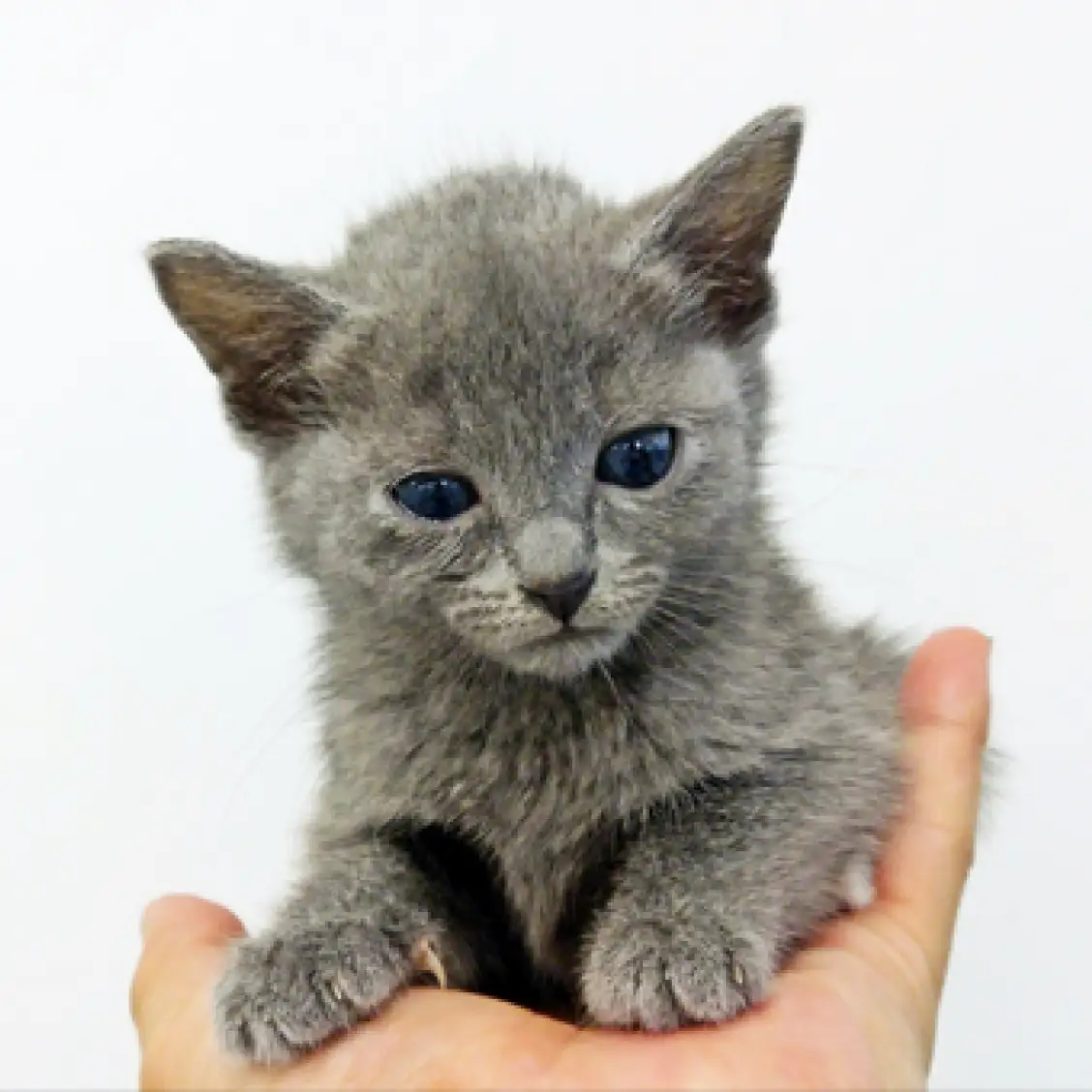 ロシアンブルー