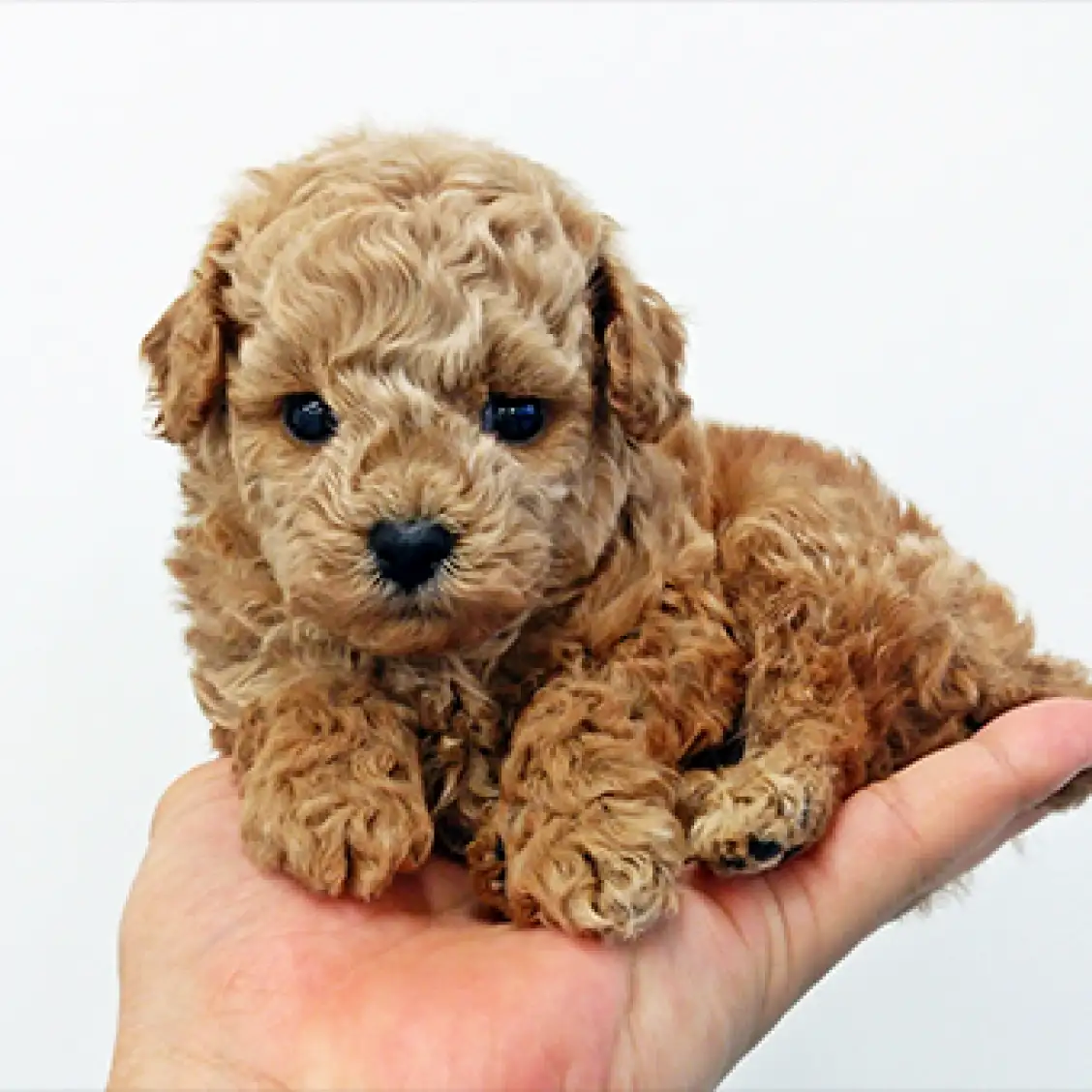 トイ・プードル