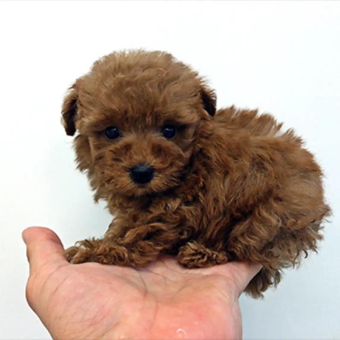 トイ・プードル