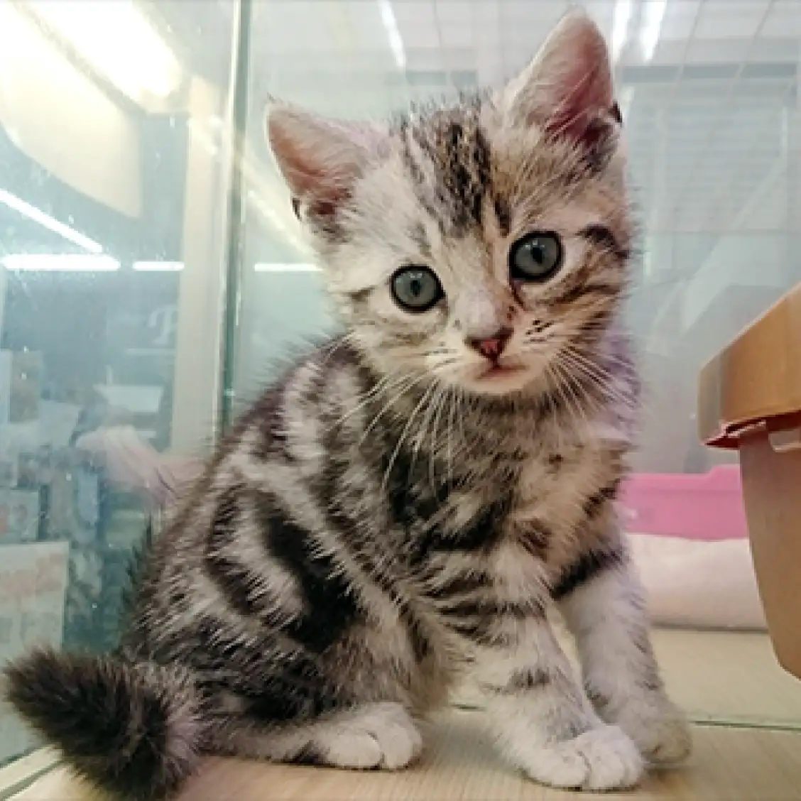 アメリカンショートヘア