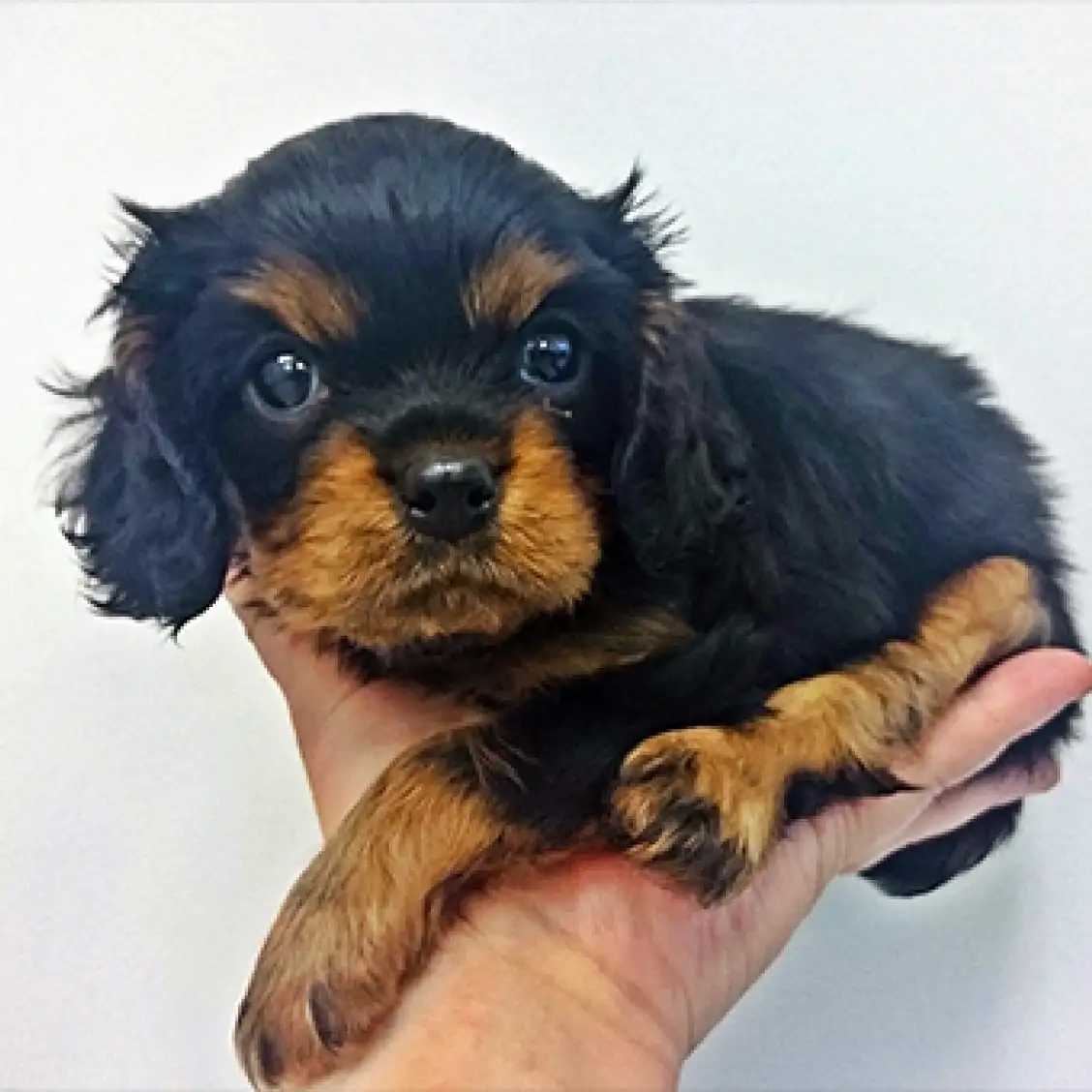 キャバリア・キングチャールズ・スパニエル