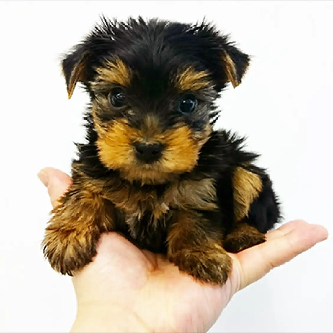 ヨークシャーテリア