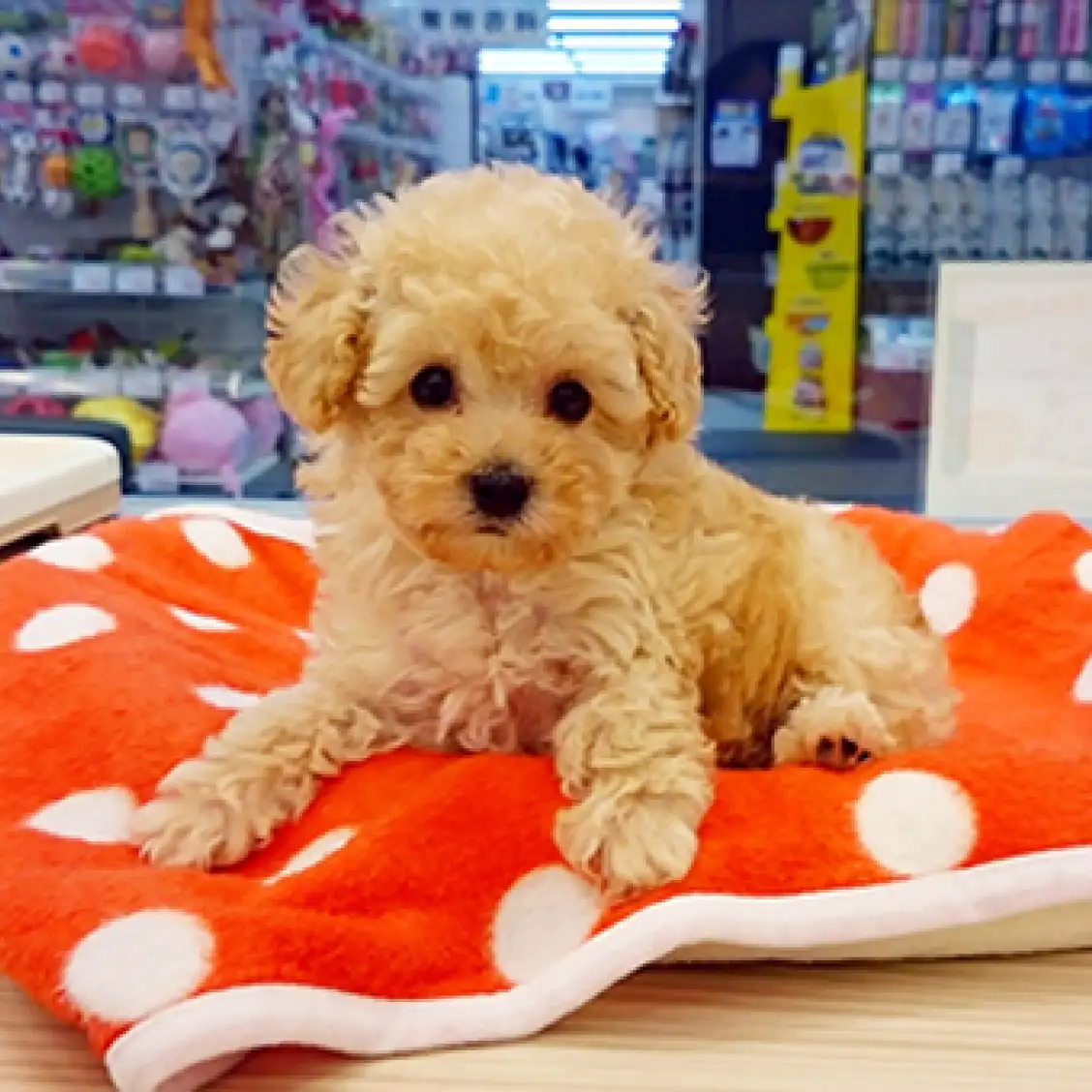 トイ・プードル