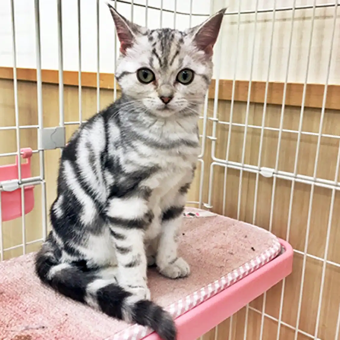 アメリカンショートヘア