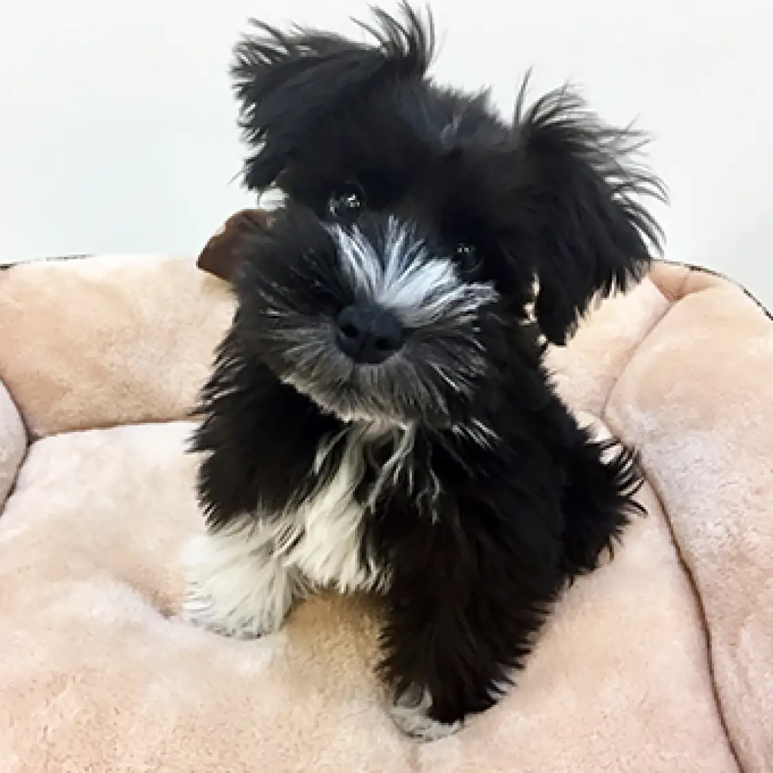 ミニチュア・シュナウザー