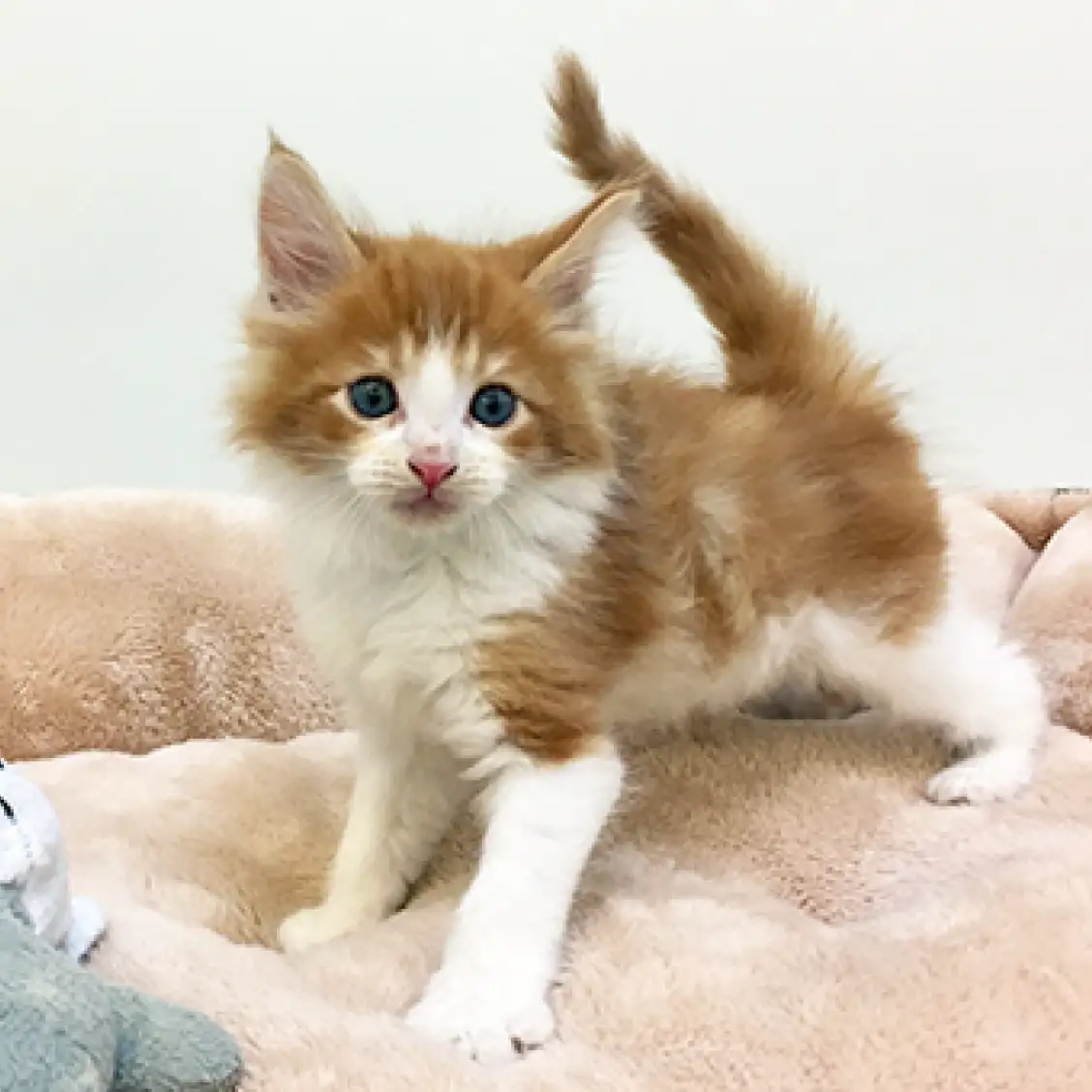 ノルウェージャンフォレストキャット