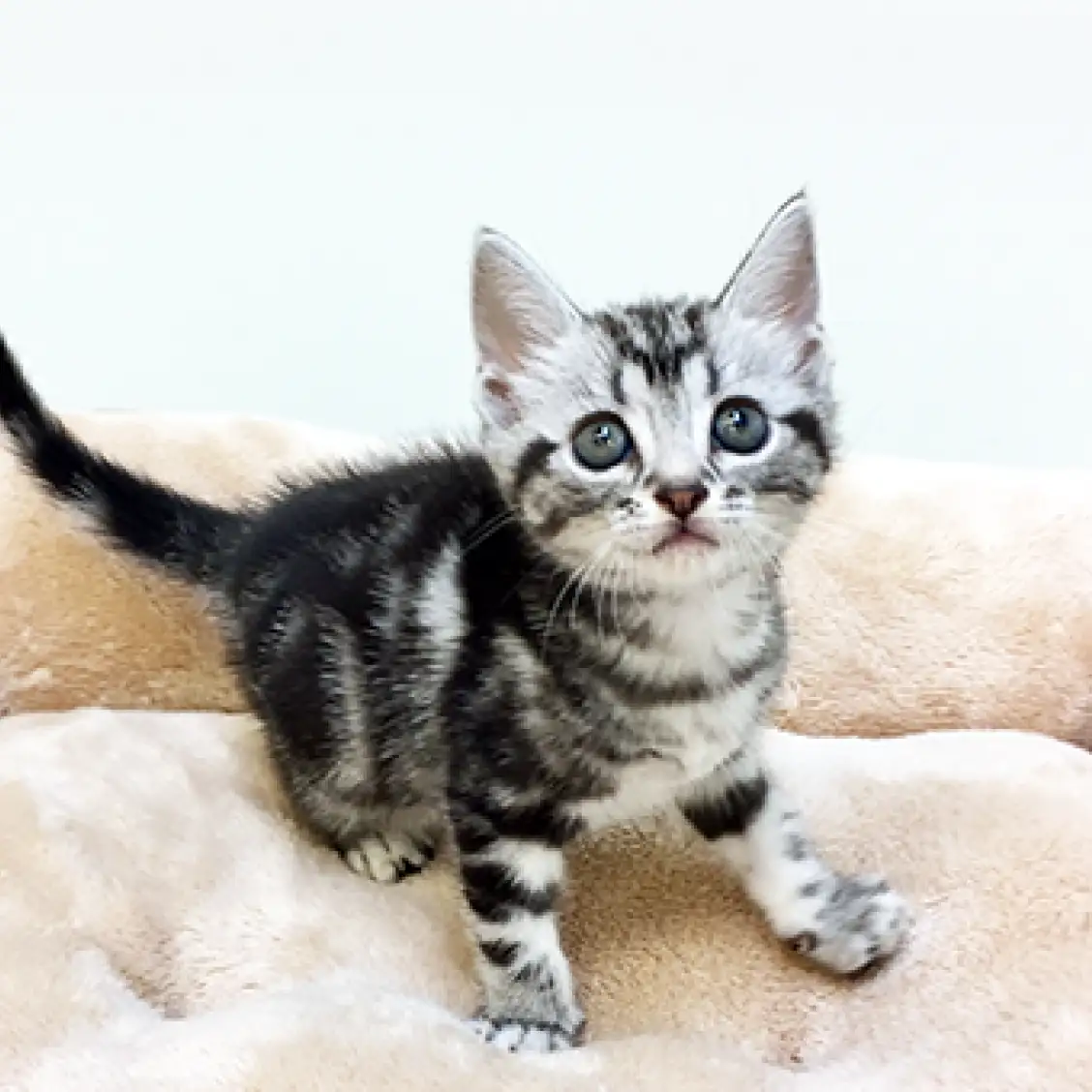 アメリカンショートヘア