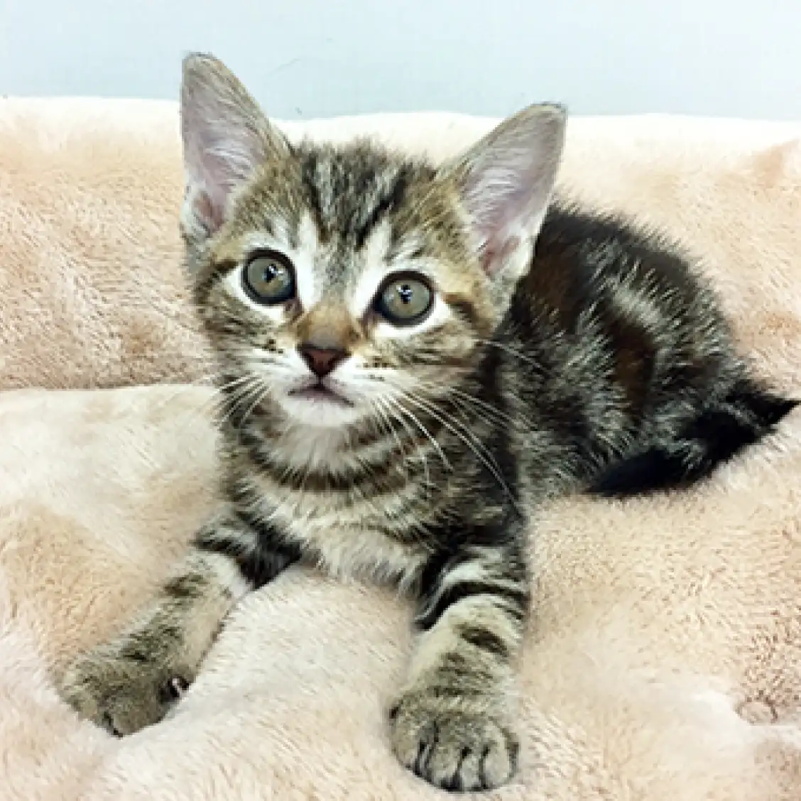 アメリカンショートヘア