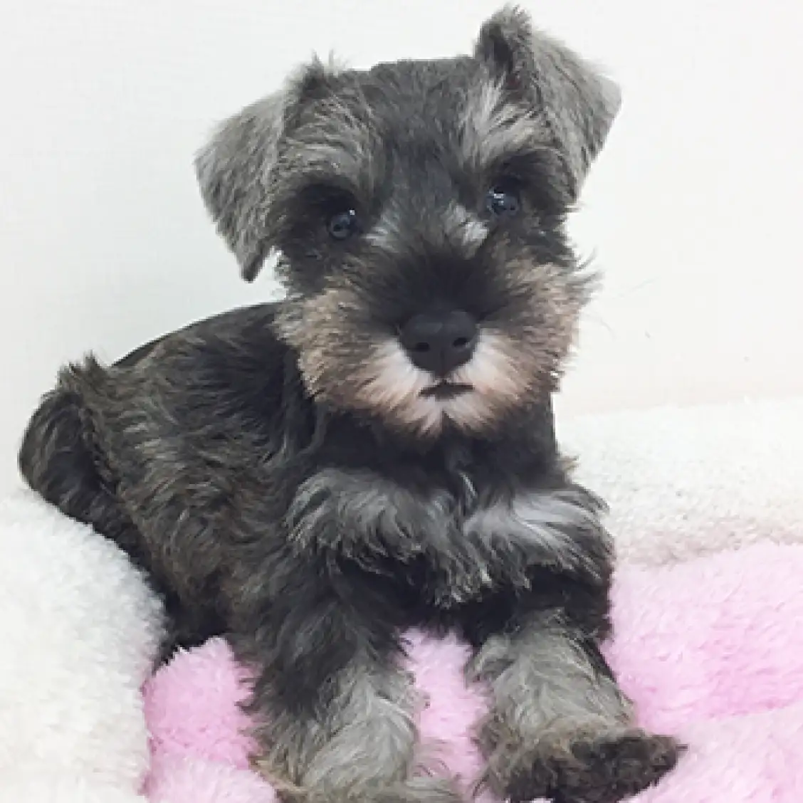 ミニチュア・シュナウザー