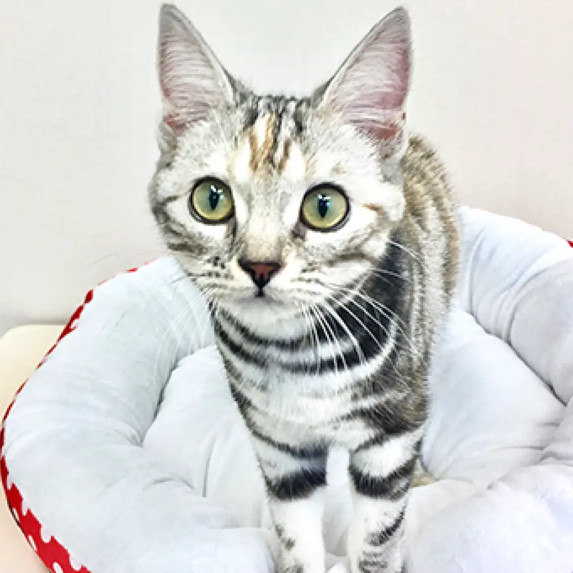 アメリカンショートヘア