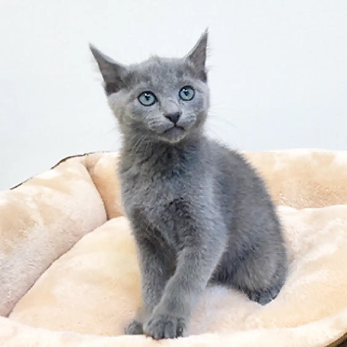 ロシアンブルー